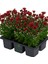 Mini Kasımpatı Kırmızı Renkli 5 Adet 10–15 cm Canlı Çiçekli Dekor Bitkisi 2