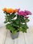 Pembe Turuncu 2 Adet Mini Kasımpatı Çiçeği 10-15CM Saksılı Chrysanthemum 1