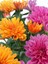 Pembe Turuncu 2 Adet Mini Kasımpatı Çiçeği 10-15CM Saksılı Chrysanthemum 2