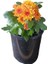 Pembe Turuncu 2 Adet Mini Kasımpatı Çiçeği 10-15CM Saksılı Chrysanthemum 4