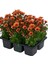 Turuncu Çiçekli Mini Kasımpatı 10–15 cm – Bahçe ve Balkon Için Ideal Chrysanthemum 1