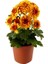 Turuncu Çiçekli Mini Kasımpatı 10–15 cm – Bahçe ve Balkon Için Ideal Chrysanthemum 2