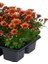 Turuncu Çiçekli Mini Kasımpatı 10–15 cm – Bahçe ve Balkon Için Ideal Chrysanthemum 4