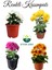 Mini Kasımpatı (Chrysanthemum Morifolium) 10–15 cm 4 Adet Karışık Renkli 1