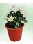 Mini Kasımpatı (Chrysanthemum Morifolium) 10–15 cm 4 Adet Karışık Renkli 2