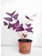 Mor Süs Yoncası (Oxalis Triangularis) 20–30 cm Iç Mekan Dekoratif Saksı Bitkisi 2