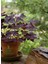 Mor Süs Yoncası (Oxalis Triangularis) 20–30 cm Iç Mekan Dekoratif Saksı Bitkisi 4