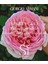 Sì Passione Eclat Edp 100 ml 6