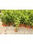 Kolonya Limon Çiçeği Akşam Gece Sefası Melisa 2 Adet 20-40 cm 3