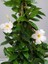 Beyaz Çiçekli Mandevilla 30–60 cm Dekoratif Tırmanıcı Bahçe Bitkisi 3