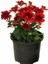 Kırmızı Mini Kasımpatı Saksılı 10–15 cm – Canlı Renkli Çiçekli Bitki Chrysanthemum 3