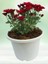 Kırmızı Mini Kasımpatı Saksılı 10–15 cm – Canlı Renkli Çiçekli Bitki Chrysanthemum 4