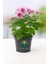Pembe Mini Kasımpatı Saksılı 10–15 cm – Canlı Çiçekli Dekoratif Bitki Chrysanthemum 1
