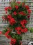 Dekoratif Kırmızı Mandevilla 30–60 cm – Çiçekli Sarmaşık, Bahçe ve Teras Bitkisi 3