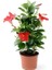 Canlı Kırmızı Çiçekli Mandevilla Sarmaşık 30–60 cm Saksılı Dış Mekan Bitkisi 2