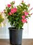 Pembe Çiçekli Mandevilla 30–60 cm Saksılı Tırmanıcı, Dış Mekan Sarmaşık 1