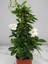 Beyaz Mandevilla 30–60 cm – Saksıda Şık Görünümlü Sarmaşık Çiçek 2