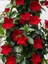 Kırmızı Mandevilla Sarmaşık Bitkisi 30–60 cm Saksıda Gösterişli Çiçekli Tırmanıcı 1
