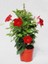 Kırmızı Mandevilla Sarmaşık Bitkisi 30–60 cm Saksıda Gösterişli Çiçekli Tırmanıcı 3