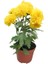 Sarı Çiçekli Mini Kasımpatı 10–15 cm – Bahçe ve Balkon Dekorasyonu Için 3