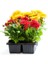 Sarı-Kırmızı 2 Adet Mini Kasımpatı Çiçeği 10-15CM Saksılı Chrysanthemum 1