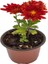 Sarı-Kırmızı 2 Adet Mini Kasımpatı Çiçeği 10-15CM Saksılı Chrysanthemum 3