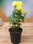 Sarı-Kırmızı 2 Adet Mini Kasımpatı Çiçeği 10-15CM Saksılı Chrysanthemum 4