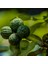 3 Yaş Keffir Lime-Tatlı Lime Fidanı 1