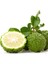 3 Yaş Keffir Lime-Tatlı Lime Fidanı 2