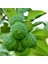 3 Yaş Keffir Lime-Tatlı Lime Fidanı 3