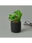 Mini Pot Soft Yaprak Saksılı Çiçek - Asorti - 8X6X6 cm 2