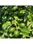 Yerli Limon – Taze Doğal ve Vitamin Deposu 4