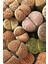 Lithops Ssp 2