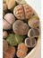 Lithops Ssp 3