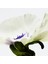 Aire Anthesis Edp 50 ml Unisex Parfüm 3