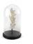 Mercan Clear Detaylı Beyaz Cam Fanus 38X22 cm 2