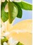 Allegra Riva Solare Edp 50ML 2