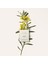 Atelier Des Fleurs Herba Mimosa Edp 150 ml 3