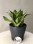 Sanseveria Bodur Kılıç Çiceği Fidanı 10-20 cm 1
