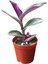 Tradescantia Zebrina Kaktüs Sukulent 10-20 cm 1