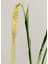 Orchid 170 gr Mum 3