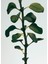 Oregano Large 2120 gr Mum 3