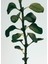 Oregano 170 gr Mum 3