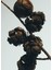 Cypress Balls Medium 610 gr Mum 3