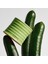 Cucumber 170 gr Mum 3