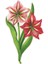 Amaryllis Table Accent Pack Of 12 1