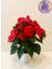 Büyük Boy Canlı Atatürk Çiçeği (Poinsettia) Kırmızı Yapraklı 40 cm Ev/ofis Salon Bitkisi 1