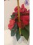 Büyük Boy Canlı Atatürk Çiçeği (Poinsettia) Kırmızı Yapraklı 40 cm Ev/ofis Salon Bitkisi 2