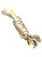 Diş Ipi Köpek Oyuncağı 24 cm - 5910133 1