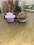 Muffin Tasarım Kek Mum 1 Adet 1